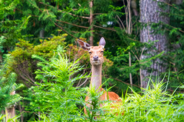 満面の笑みを浮かべる野生の母シカ
