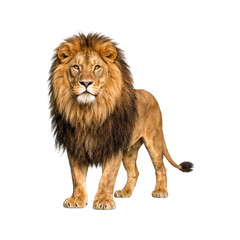 Obraz premium Majestic adult male lion with a full dark mane stands confidently against a white background.