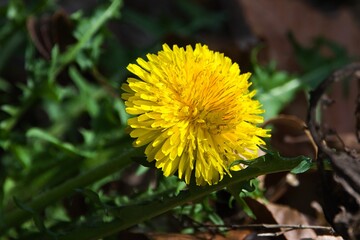 yellow dandelion flower © SnapWild Photogrpahy