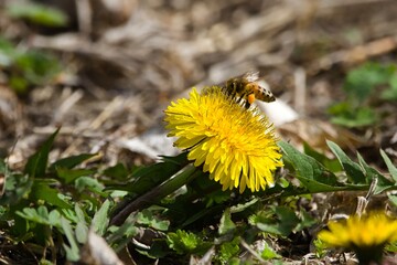 Western Honey Bee on dandelion  © SnapWild Photogrpahy