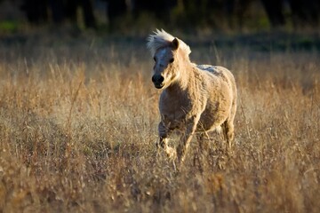 Obraz premium white horse running in the field