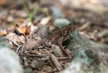 Naklejka premium American Toad