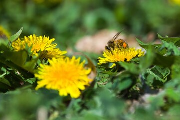 Western Honey Bee on dandelion  © SnapWild Photogrpahy