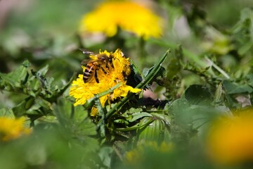 Western Honey Bee on Dandelion © SnapWild Photogrpahy