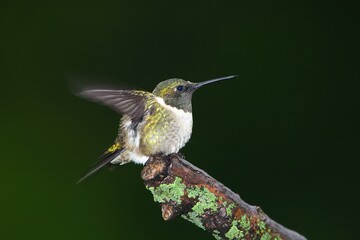 Fototapeta premium Ruby-throated hummingbird perched on a branch in rain