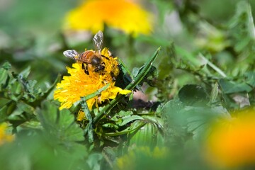 Western Honey Bee on dandelion  © SnapWild Photogrpahy