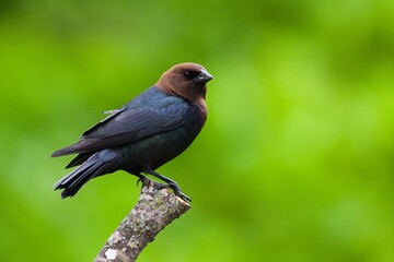 Fototapeta premium Brown-headed cowbird on an overcast, wet day.