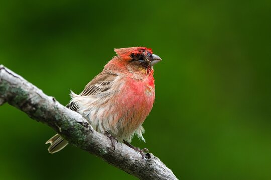 House finch with feeder conjunctivitis 