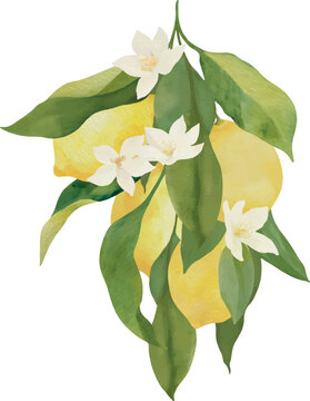 Watercolor Lemon Branch with lemons and flowers Vector Illustration