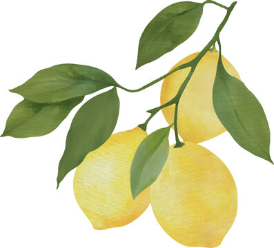 Watercolor Lemon Branch 