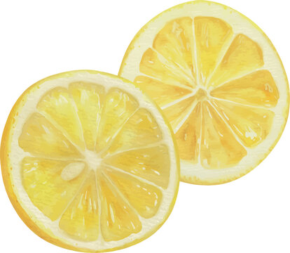 Watercolor Lemon Slices Vector Illustration