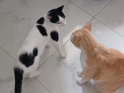A black and white tabby cat play-fighting with a yellow cat in S&atilde;o Lu&iacute;s, MA, Brazil.