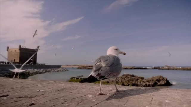 Seagull on Ancient Medina Wall near Essaouira Harbor, Morocco &ndash; Atlantic Coastal City and Famous Travel Destination