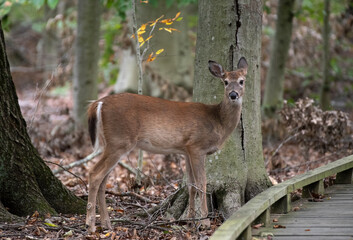 Obraz premium White Tailed Deer