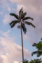 Obraz premium Palm and Sky with a Few Clouds