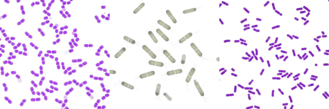 Lactobacillus acidophilus bacteria isolated on white background, Lactobacillus acidophilus probiotic gram positive rod bacterium, beneficial gut microbiota microorganism used in microbiology research