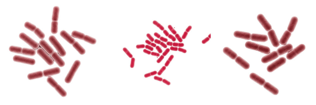 Rickettsia rickettsii bacteria isolated on white background, Rickettsia rickettsii intracellular bacterium causing Rocky Mountain spotted fever infection, pathogenic microorganism studied in microbiol