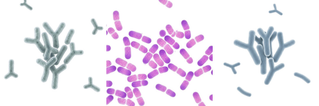 Bifidobacterium bifidum bacteria isolated on white background, Bifidobacterium bifidum probiotic gut bacteria species, beneficial intestinal microbiota microorganism studied in microbiology laboratory