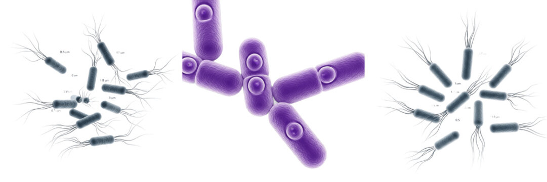 Clostridium difficile bacteria isolated on white background, Clostridioides difficile anaerobic spore forming bacterium causing C difficile infection, clinical microbiology laboratory pathogen microor