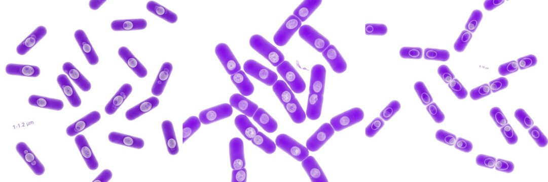 Bacillus anthracis bacteria isolated on white background, Bacillus anthracis gram positive rod spore forming bacterium causing anthrax infection, pathogenic microorganism studied in microbiology labor