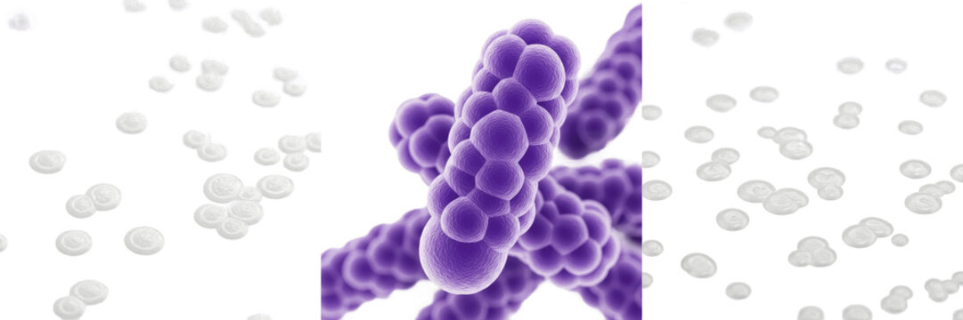 Staphylococcus epidermidis bacteria isolated on white background, Staphylococcus epidermidis gram positive cocci bacterium skin microbiota species, opportunistic pathogen studied in clinical microbiol