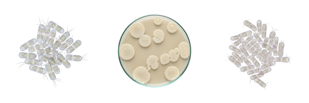 Enterobacter cloacae bacteria isolated on white background, Enterobacter cloacae gram negative rod bacterium, opportunistic pathogen associated with hospital infection studied in clinical microbiology