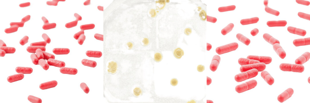 Citrobacter freundii bacteria isolated on white background, Citrobacter freundii gram negative rod bacterium, enteric opportunistic pathogen studied in clinical microbiology laboratory microorganism s