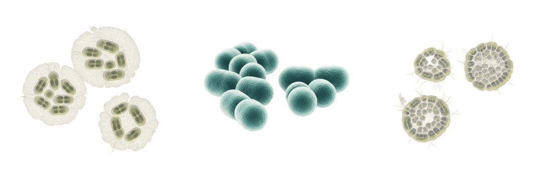 Acinetobacter baumannii bacteria isolated on white background, Acinetobacter baumannii gram negative coccobacillus bacterium, multidrug resistant hospital pathogen studied in clinical microbiology lab