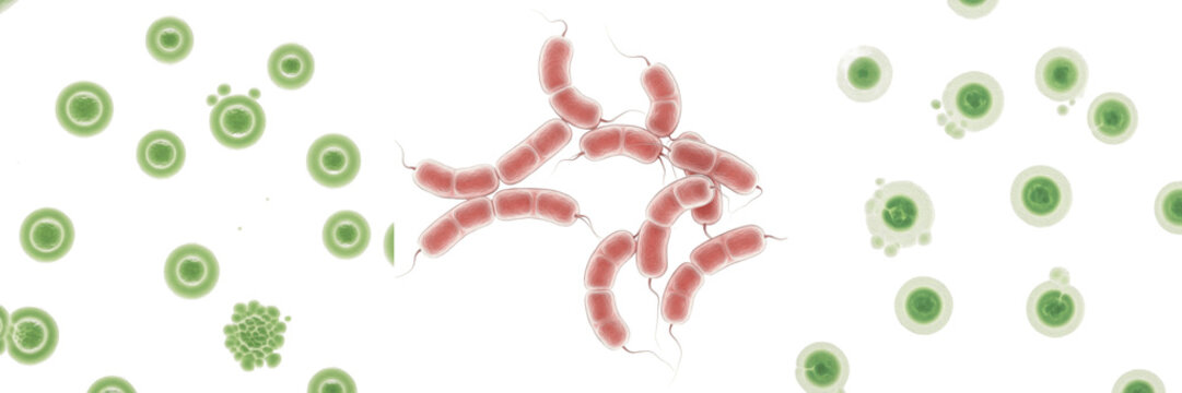 Vibrio vulnificus bacteria isolated on white background, marine Vibrio species pathogen, gram negative curved rod bacterium, seafood associated infection microbe microbiology laboratory illustration