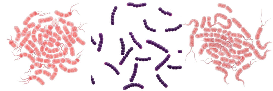 Campylobacter coli bacteria isolated on white background, gram negative curved rod Campylobacter species microorganism, foodborne pathogen linked to gastrointestinal infection, microbiology laboratory