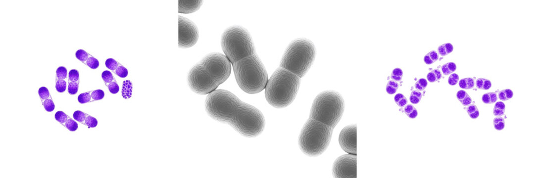 Enterococcus faecium bacteria isolated on white background, gram positive Enterococcus species cocci bacterium, intestinal microbiota microorganism and opportunistic pathogen microbiology laboratory c