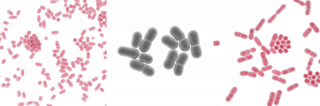 Haemophilus parainfluenzae bacteria isolated on white background, gram negative coccobacillus Haemophilus species microorganism, human respiratory tract microbiota and opportunistic pathogen microbiol