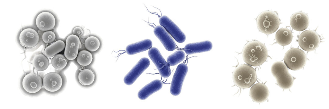 Shigella sonnei bacteria isolated on white background, gram negative Shigella species enteric pathogen causing shigellosis dysentery infection, intestinal bacteria microbiology laboratory culture conc