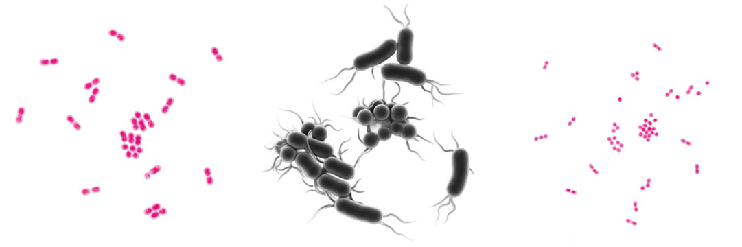 Serratia liquefaciens bacteria isolated on white background, gram negative rod Serratia species microorganism from Enterobacteriaceae family, environmental and opportunistic pathogen bacterium microbi