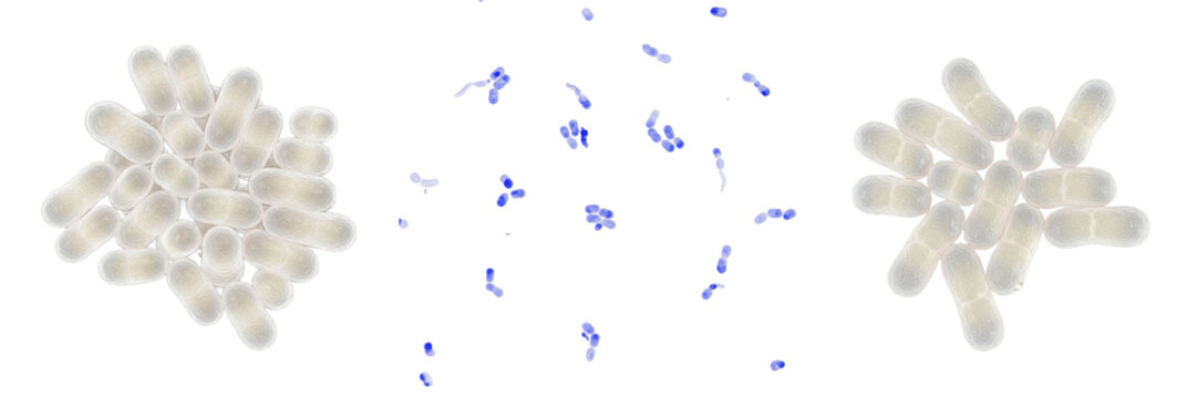 Acinetobacter lwoffii bacteria isolated on white background, gram negative Acinetobacter species coccobacillus microorganism associated with environmental microbiology and opportunistic human infectio