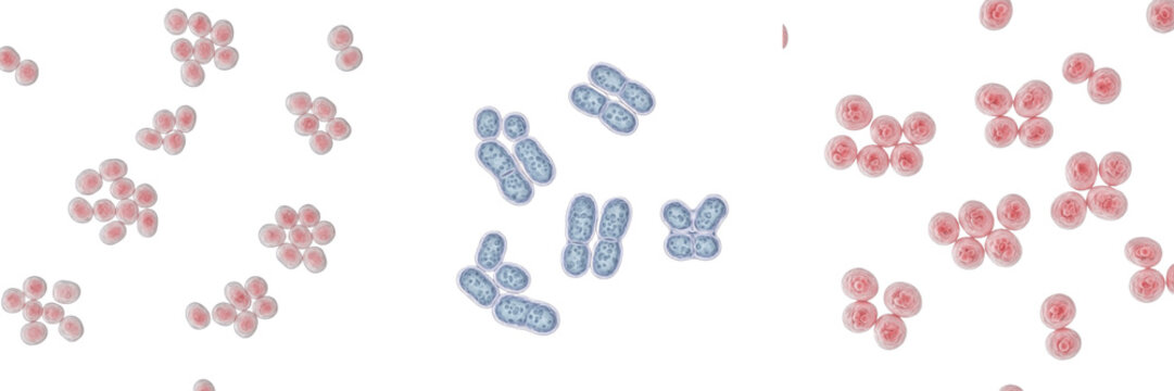 Rhodococcus equi bacteria isolated on white background, gram positive coccobacillus bacterium associated with respiratory infections in animals, soil microbiology and veterinary microbiology laborator