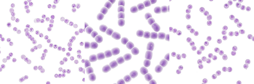 Streptococcus mitis bacteria isolated on white background, gram positive cocci Streptococcus species commensal of human oral microbiota and opportunistic pathogen, microbiology laboratory bacterial cu