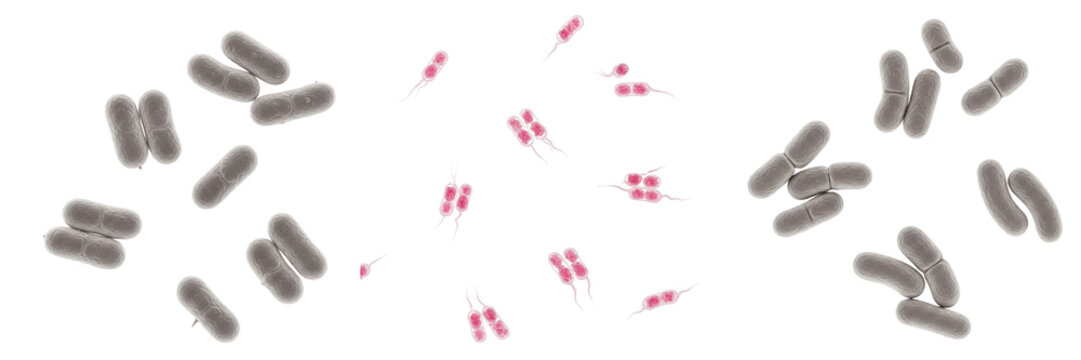Haemophilus haemolyticus bacteria isolated on white background, gram negative coccobacillus Haemophilus species commensal of human respiratory tract, opportunistic pathogen, microbiology laboratory ba