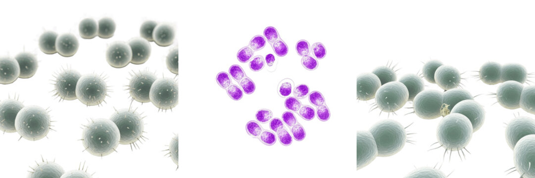 Neisseria lactamica bacteria isolated on white background, gram negative diplococcus Neisseria species commensal of human nasopharynx, microbiology laboratory bacterial culture and research concept