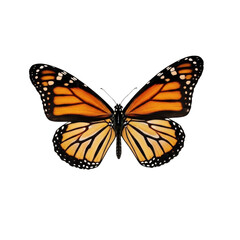 Fototapeta premium Monarch butterfly isolated on white background realistic nature insect illustration
