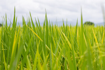 Obraz premium Lush Green Rice Paddies After Rain