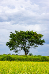 Obraz premium Lone Tree Among Golden Rice Paddies