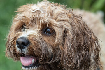 Fototapeta premium Close up of pet Poodle dog
