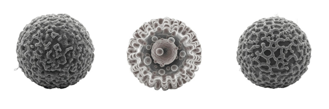 Microfold (M) cell isolated on white background, intestinal antigen-sampling epithelial cell, マイクロフォールド細胞 (Maikurofōrudo Saibō), Mikrofollikelzelle, human Peyer&rsquo;s patch cell, gut immune surveillance, 