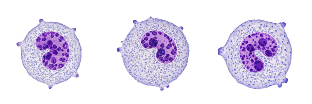 Monocyte isolated on white background, human WBC, 単球 (Tankyū), Monozyt, immune cell, precursor to macrophage and dendritic cell, pathogen-fighting blood cell, microscopic blood element, cellular biolo