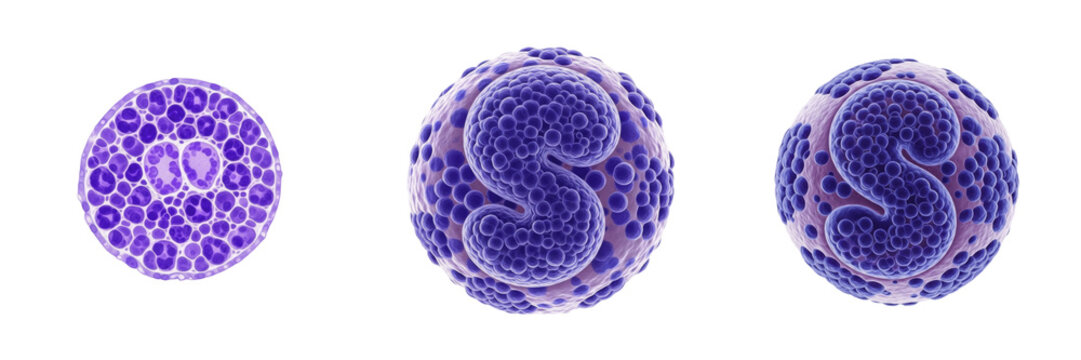 Basophil isolated on white background, basophilic granulocyte, 好塩基球 (Kōenkikyū), Basophiler Granulozyt, human WBC, immune cell, histamine release, allergy response, microscopic blood element, cellular