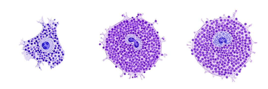 Mast cell isolated on white background, tissue mastocyte, 肥満細胞 (Himan Saibō), Mastzelle, human immune cell, allergy response, histamine release, inflammation mediator, microscopic blood element, cellu