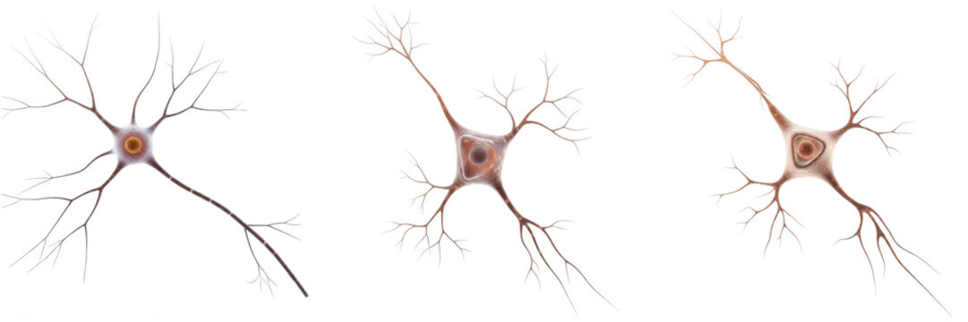 Neuron isolated on white background, nerve cell, 神経細胞 (Shinkei Saibō), Nervenzelle, human nervous system cell, signal transmitting cell, axon and dendrite, microscopic neural cell, brain and spinal co