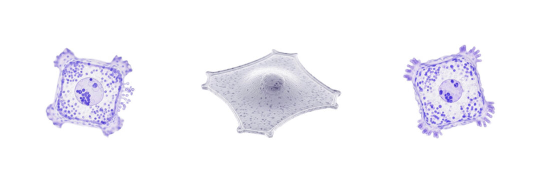 Epithelial cell isolated on white background, epithelial tissue cell, 上皮細胞 (Jōhi Saibō), Epithelzelle, human skin and organ lining cell, protective tissue, barrier function, microscopic epithelial cel