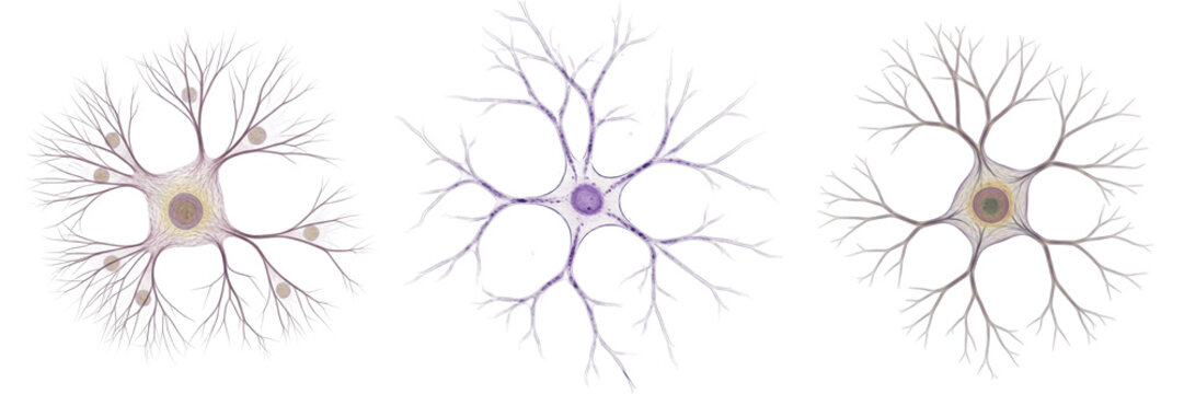 Amacrine retinal cell isolated on white background, retinal interneuron in inner plexiform layer, 網膜無軸索細胞 (Mōmaku Mu Jikusaku Saibō), Amakrinzelle, human retinal interneuron, visual processing cell, m